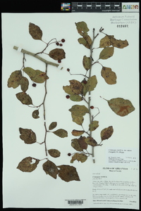 Crataegus viridis var. nitens image