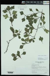 Crataegus spathulata image