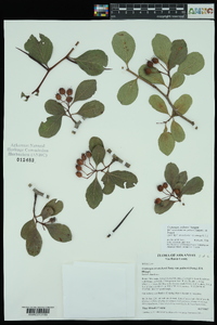 Crataegus palmeri image