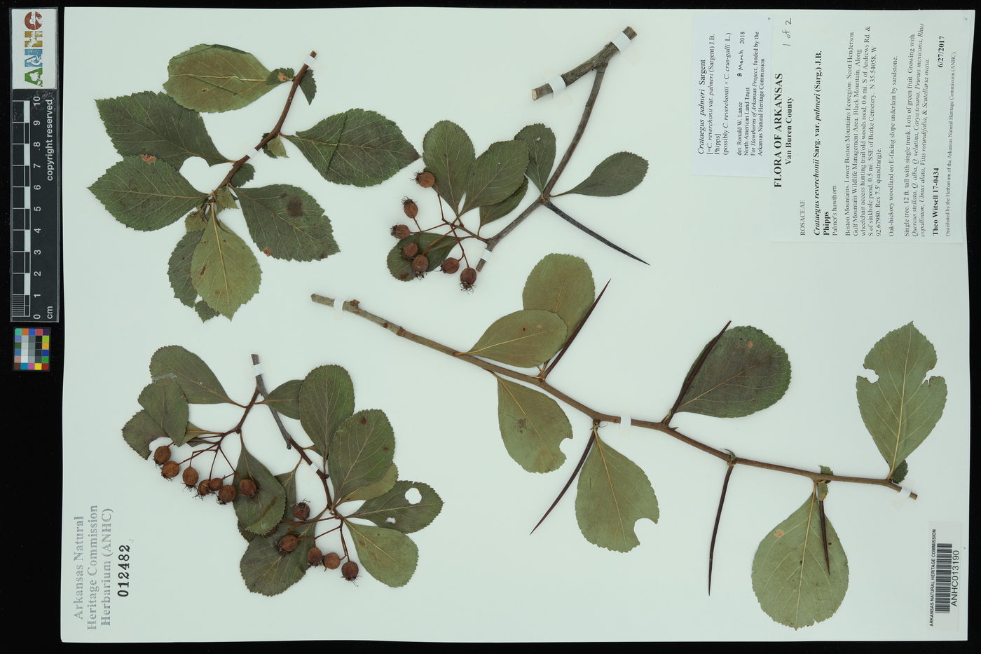 Crataegus palmeri image