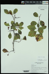 Crataegus viridis image