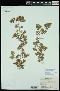 Crataegus marshallii image