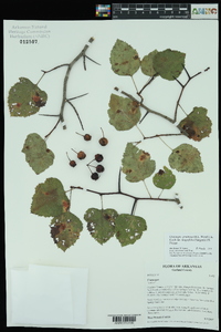 Crataegus pruinosa image