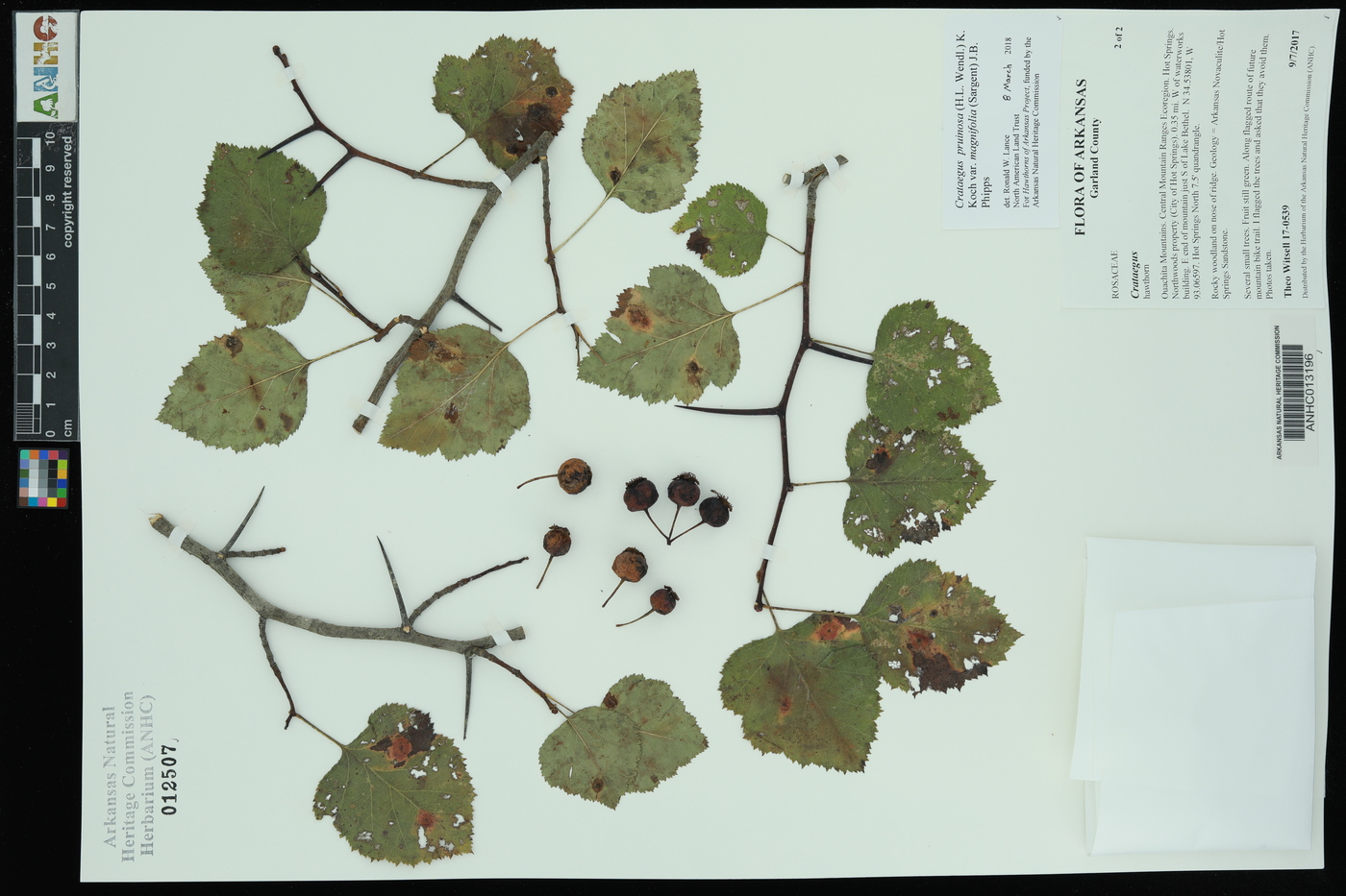 Crataegus pruinosa var. magnifolia image