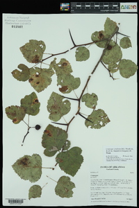 Crataegus pruinosa var. magnifolia image