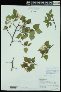 Crataegus pruinosa image