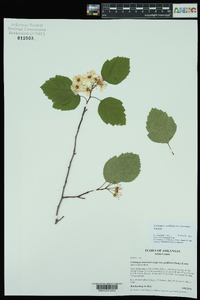 Crataegus padifolia image
