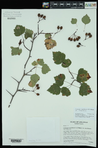 Crataegus ouachitensis image