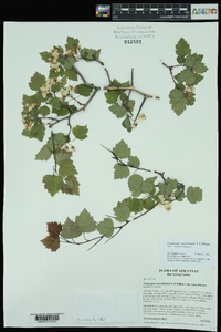 Crataegus ouachitensis image