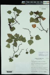 Crataegus ouachitensis image