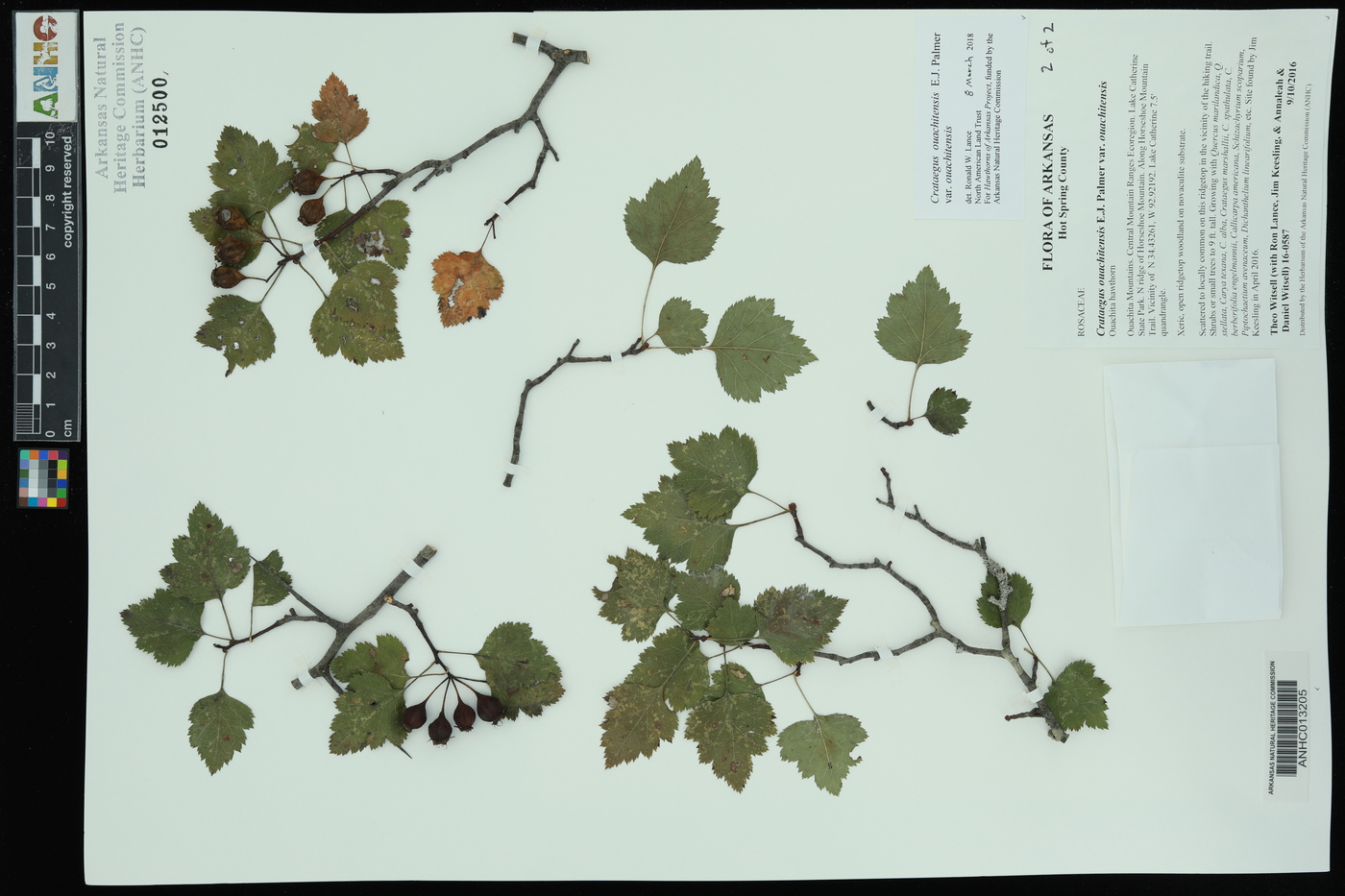 Crataegus ouachitensis var. ouachitensis image