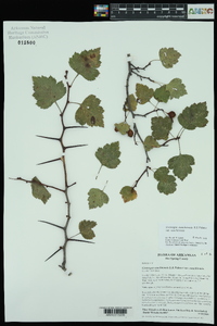 Crataegus ouachitensis image