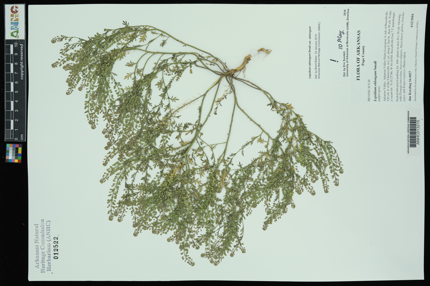 Lepidium oblongum var. oblongum image