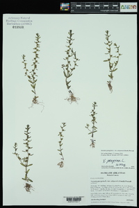 Veronica peregrina subsp. xalapensis image