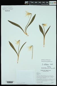 Erythronium mesochoreum image