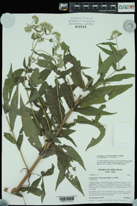 Eupatorium × truncatum image