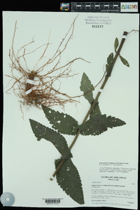 Eupatorium cordigerum image
