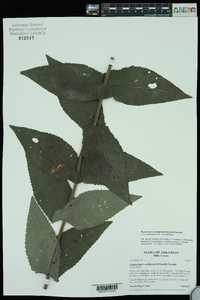 Eupatorium cordigerum image