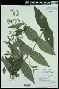 Eupatorium cordigerum image