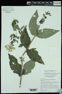 Eupatorium × truncatum image