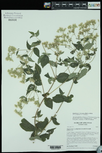 Eupatorium × truncatum image