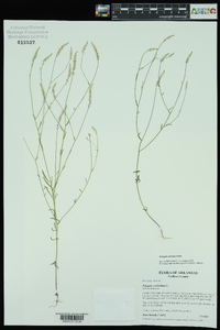 Polygala ambigua image