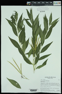 Amsonia illustris image