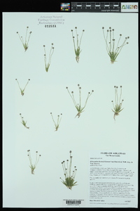 Eriocaulon koernickianum image