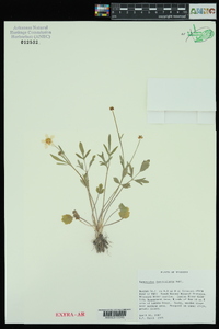 Ranunculus fascicularis image