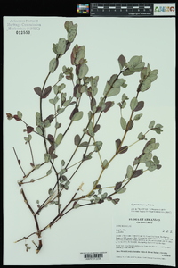 Chamaesyce hyssopifolia image