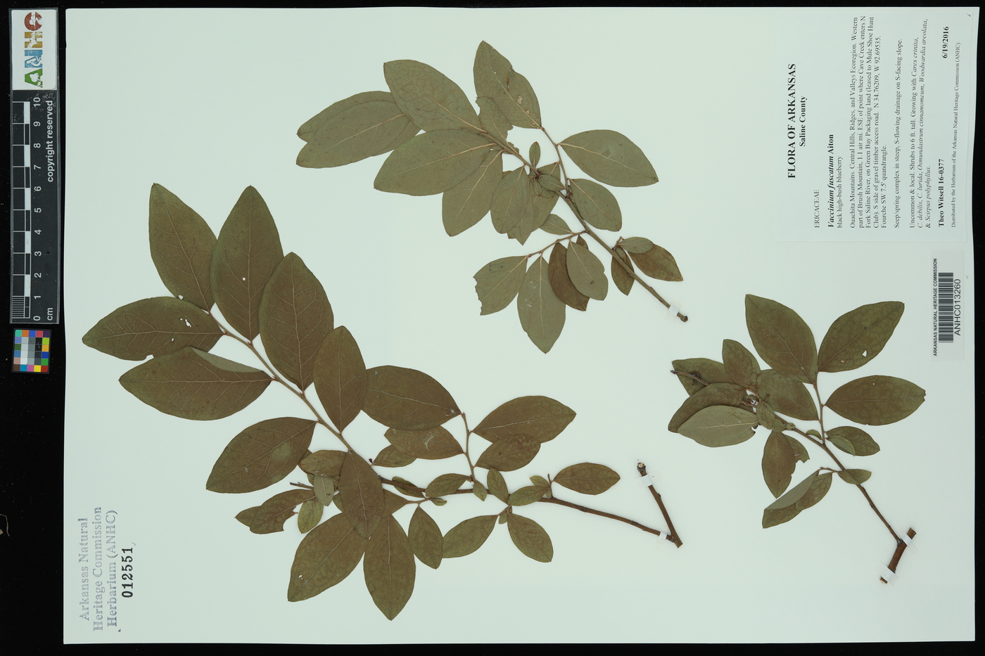 Vaccinium fuscatum image