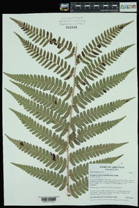 Dryopteris ludoviciana image