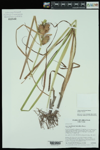 Carex lupuliformis image