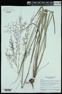 Tridens flavus var. chapmanii image