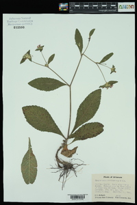 Elephantopus carolinianus image