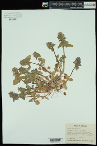 Lamium purpureum image