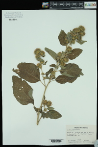 Arctium minus image