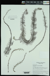 Myriophyllum heterophyllum image