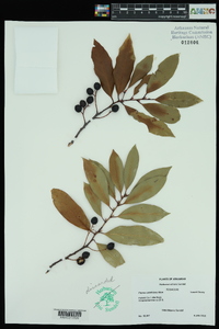 Prunus caroliniana image