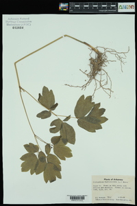 Caulophyllum thalictroides image