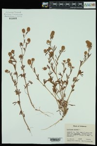 Trifolium arvense image