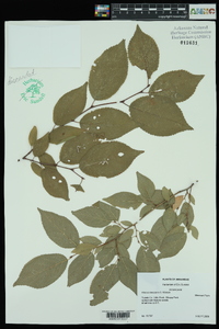 Prunus mexicana image