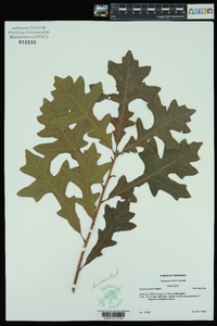 Quercus lyrata image