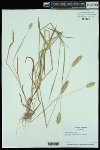 Phalaris caroliniana image