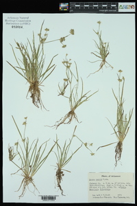 Juncus repens image