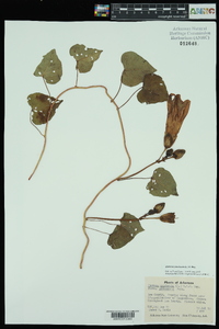 Ipomoea pandurata image