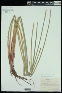 Eleocharis quadrangulata image