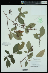 Lyonia ligustrina var. foliosiflora image