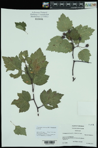 Crataegus pruinosa image