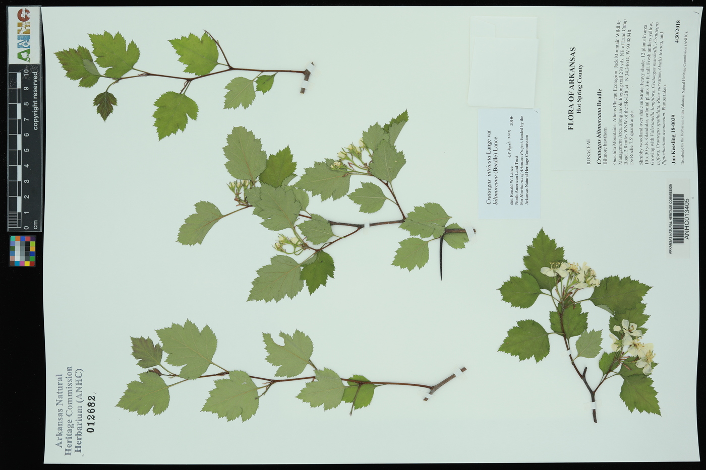 Crataegus intricata var. biltmoreana image